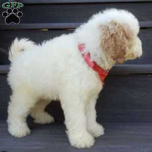 Gus, Mini Goldendoodle Puppy