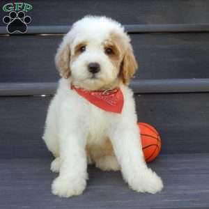 Gus, Mini Goldendoodle Puppy