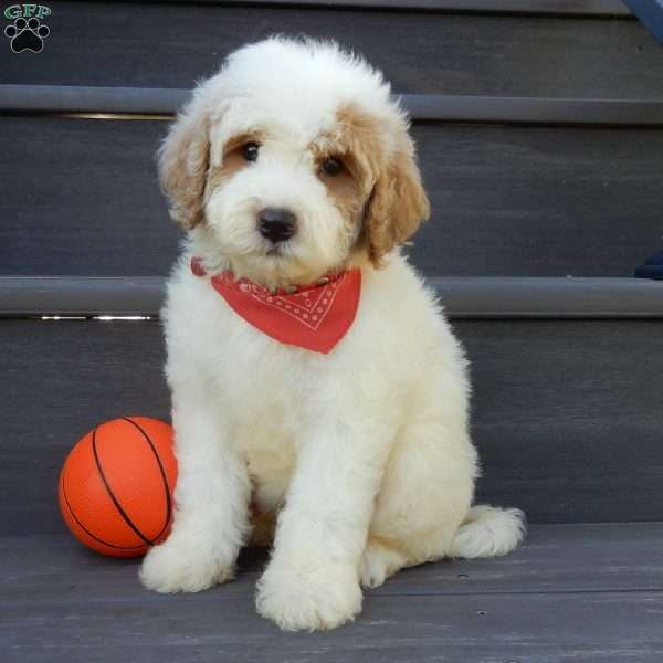 Gus, Mini Goldendoodle Puppy