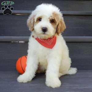Gus, Mini Goldendoodle Puppy