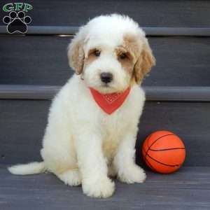 Gus, Mini Goldendoodle Puppy