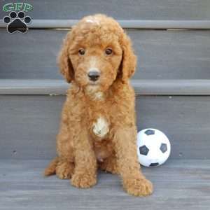 Jake (medium), Mini Goldendoodle Puppy