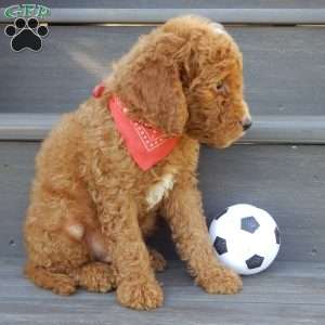Jake (medium), Mini Goldendoodle Puppy