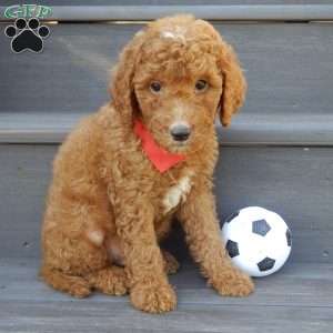 Jake (medium), Mini Goldendoodle Puppy