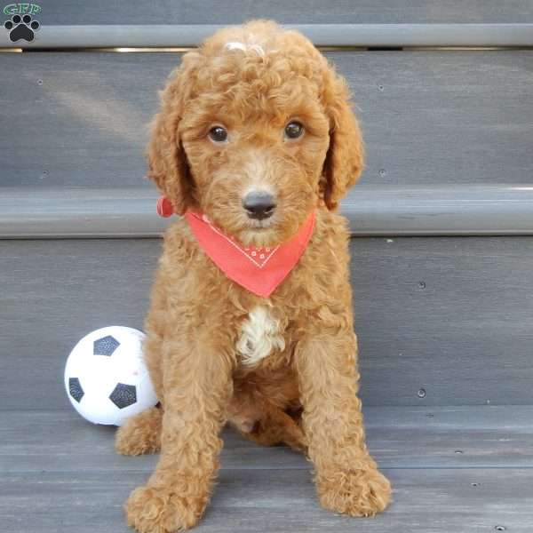 Jake (medium), Mini Goldendoodle Puppy