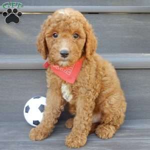 Jake (medium), Mini Goldendoodle Puppy