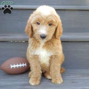 Bear (medium), Mini Goldendoodle Puppy