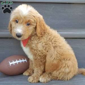 Bear (medium), Mini Goldendoodle Puppy