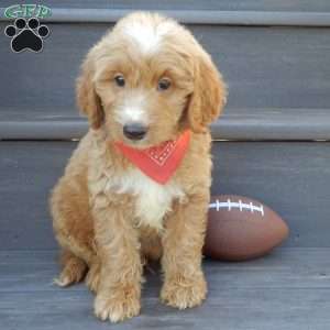 Bear (medium), Mini Goldendoodle Puppy