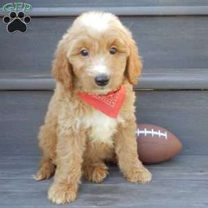 Bear (medium), Mini Goldendoodle Puppy