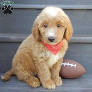 Bear (medium), Mini Goldendoodle Puppy