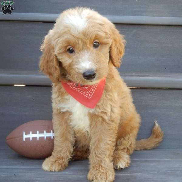 Bear (medium), Mini Goldendoodle Puppy