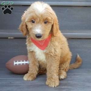 Bear (medium), Mini Goldendoodle Puppy