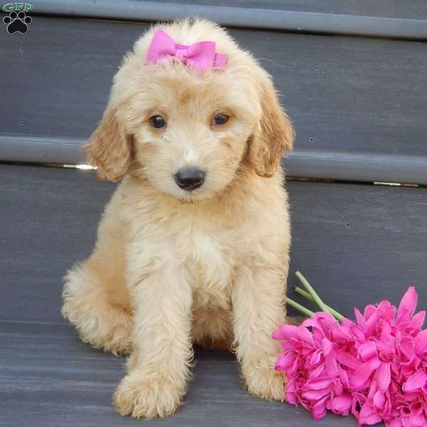Penny, Mini Goldendoodle Puppy