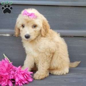 Penny, Mini Goldendoodle Puppy