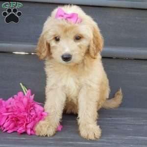Penny, Mini Goldendoodle Puppy
