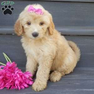 Penny, Mini Goldendoodle Puppy