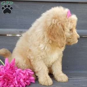 Penny, Mini Goldendoodle Puppy