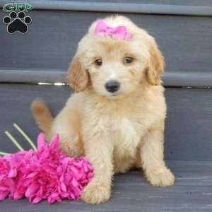 Penny, Mini Goldendoodle Puppy