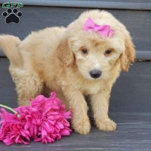 Penny, Mini Goldendoodle Puppy
