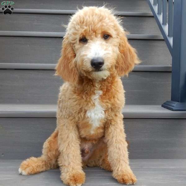 Douglas, Mini Goldendoodle Puppy