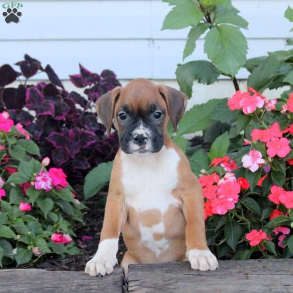 Rachel, Boxer Puppy