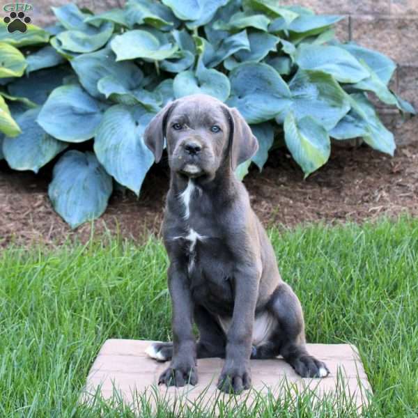 Rachel, Cane Corso Puppy
