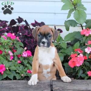 Rachel, Boxer Puppy