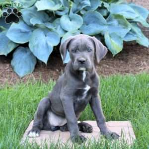 Rachel, Cane Corso Puppy