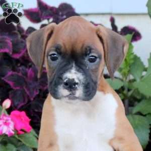 Rachel, Boxer Puppy