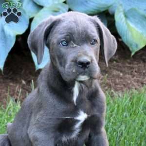 Rachel, Cane Corso Puppy
