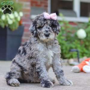 Raina, Newfypoo Puppy