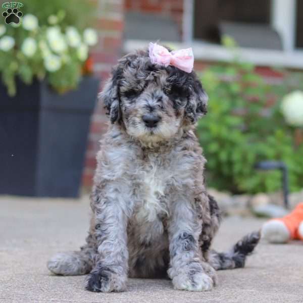 Raina, Newfypoo Puppy