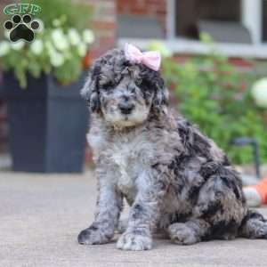 Raina, Newfypoo Puppy