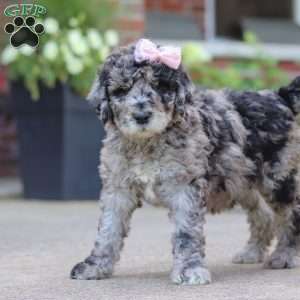 Raina, Newfypoo Puppy