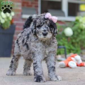 Raina, Newfypoo Puppy