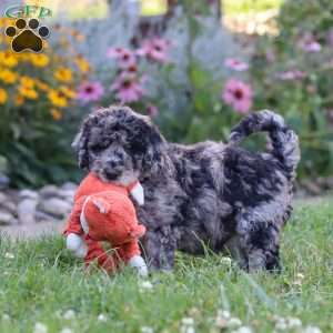 Raina, Newfypoo Puppy