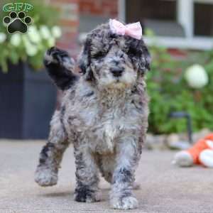 Raina, Newfypoo Puppy