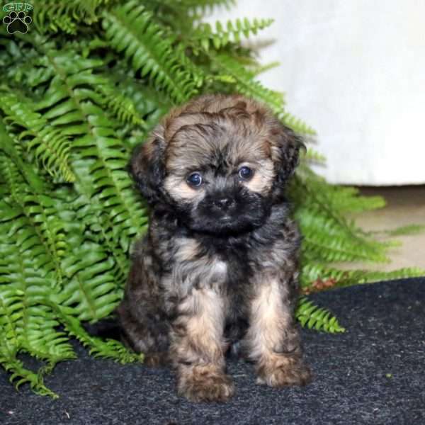 Rainbow, Shih-Poo Puppy
