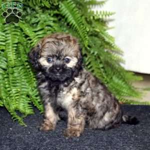 Rainbow, Shih-Poo Puppy