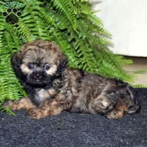 Rainbow, Shih-Poo Puppy