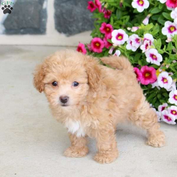 Raisin, Bich-Poo Puppy