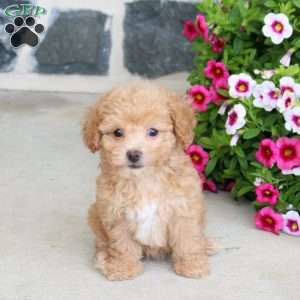 Raisin, Bich-Poo Puppy
