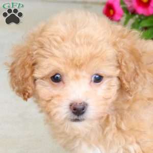 Raisin, Bich-Poo Puppy