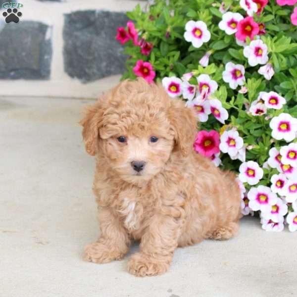 Ralphie, Bich-Poo Puppy