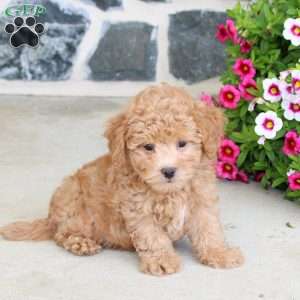Ralphie, Bich-Poo Puppy