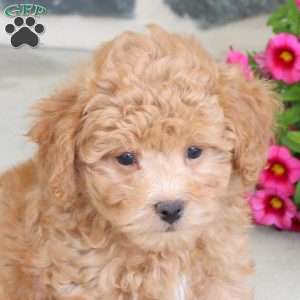 Ralphie, Bich-Poo Puppy