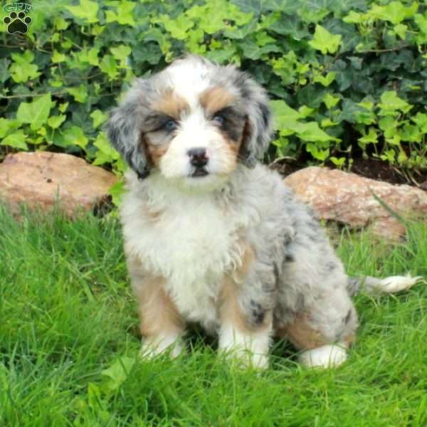 Ramona, Mini Bernedoodle Puppy