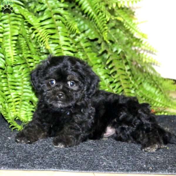 Ranae, Shih-Poo Puppy