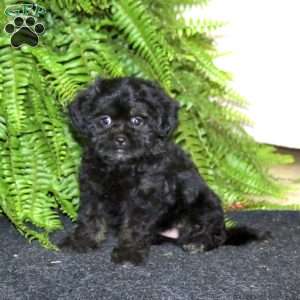 Ranae, Shih-Poo Puppy
